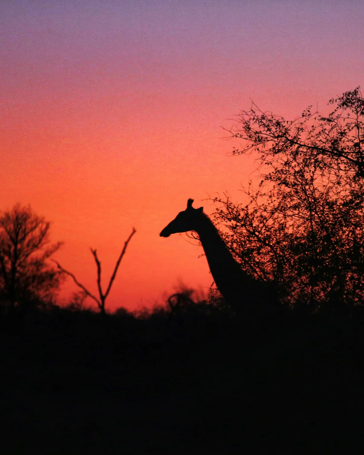 A giraffe silhouetted against an orange and pink sunset in Kruger National Park.